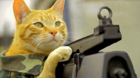 Army Cat With Machine Gun