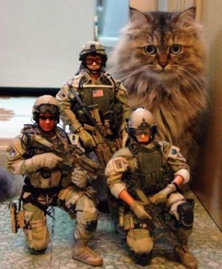 Army Cat With Troops 