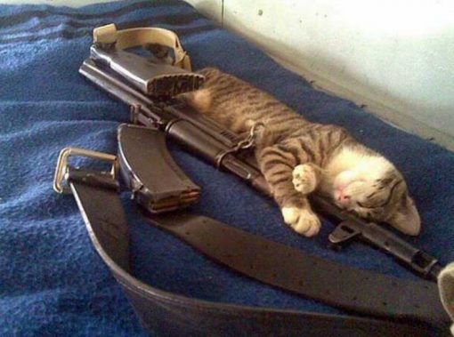 Army Cat With Gun