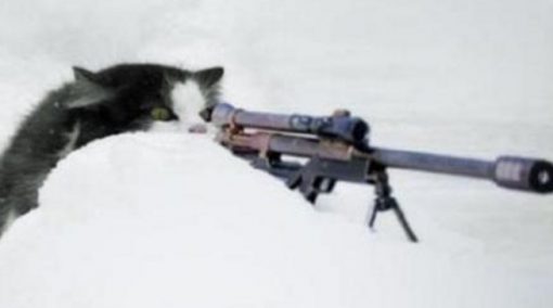 Army Cat With Sniper Rifle
