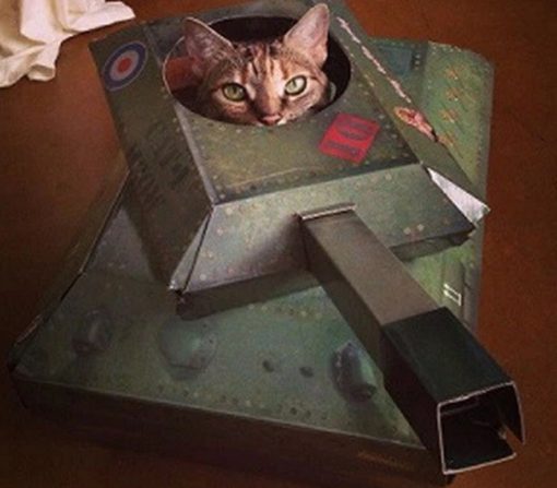 Army Cat With a Tank