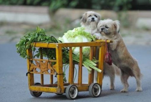 These Dogs Love Vegetables