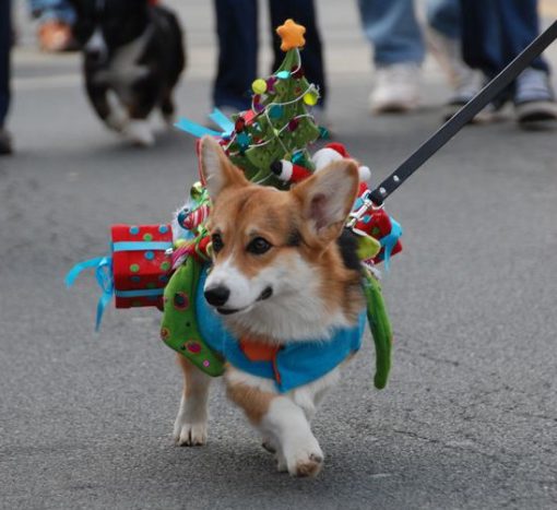 Dog Dressed as a Christmas Tree