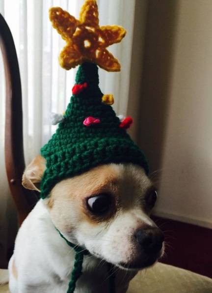 Dog Dressed as a Christmas Tree