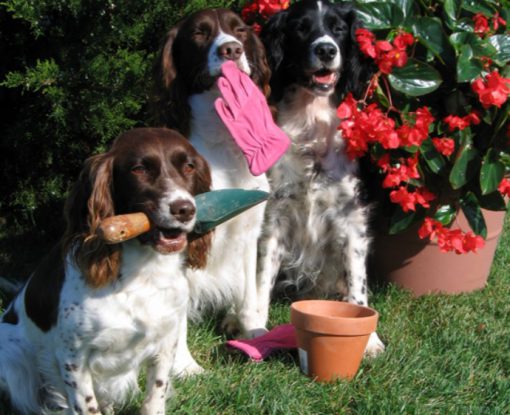 Dogs Doing Some Gardening