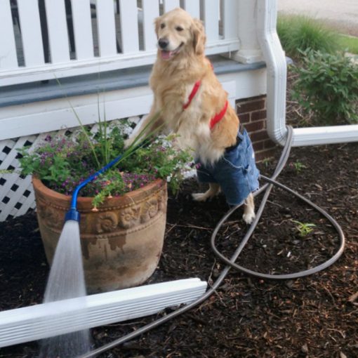Dog Doing Some Gardening