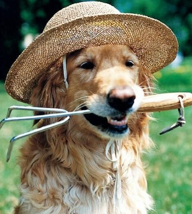 Dog Doing Some Gardening