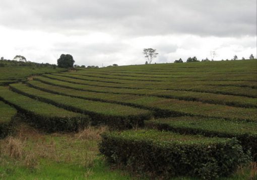 Argentina Tea Production