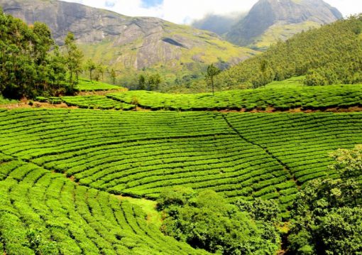India Tea Production