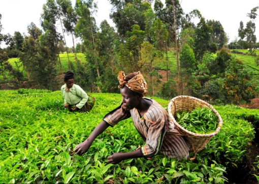 Kenya Tea Production