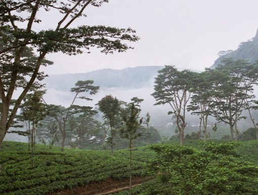 Sri Lanka Tea Production