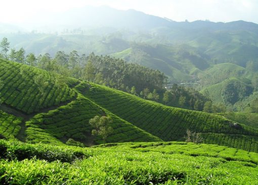 Vietnam Tea Production