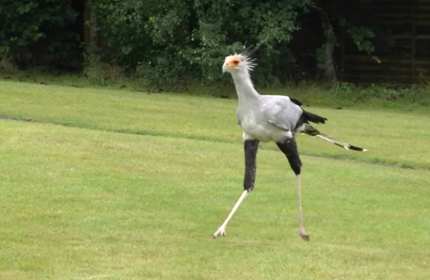 the-top-10-largest-birds-in-the-uk