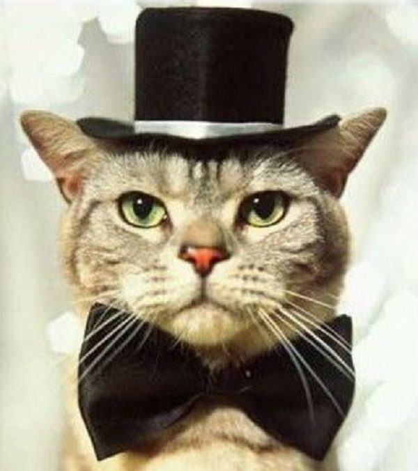 Cat Wearing a Top Hat