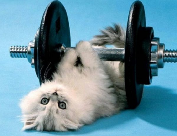 Cat Lifting Weights