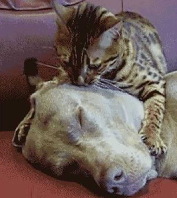 Cat Attacking Dog