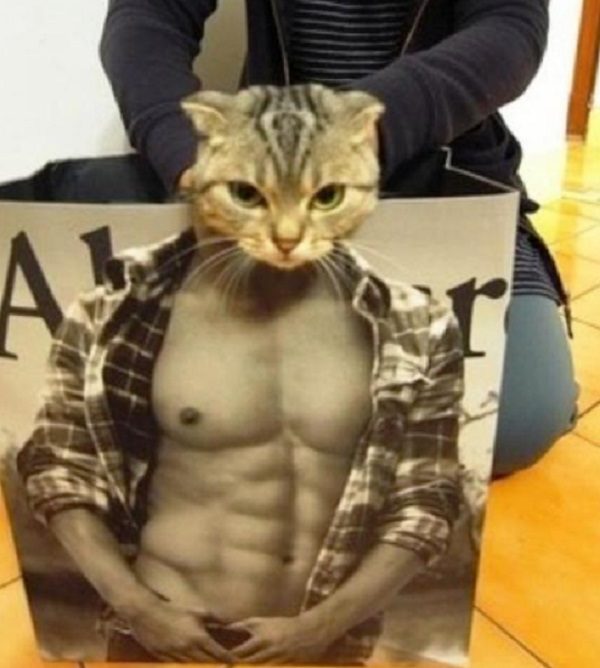 Cat With Buff Body