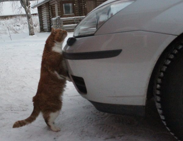 Cat Lifting Car