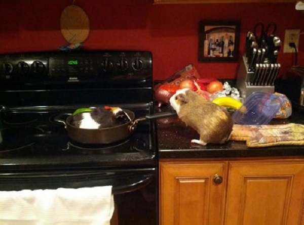 Guinea Pigs Cooking Food