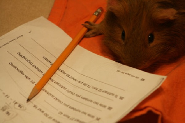 Guinea Pig Doing Homework