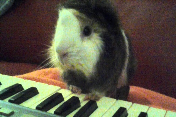 Guinea Pig Playing the Piano