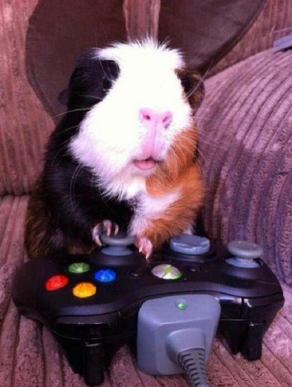 Guinea Pig Playing Xbox