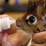 Ten Cute Animals Being Bottle Fed You Will Smile at