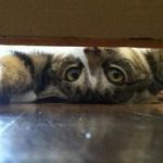 Ten Upside Down Cats Who Don't Know Which Way Is Up!