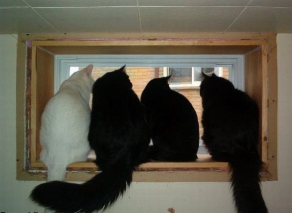 Top 10 Images of Cats Looking out of Windows