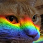 Ten Beautiful Photos of Rainbow Cats That Are Full of Colour