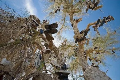 Shoe Tossing: Desert Tree With Shoes Flung Over it