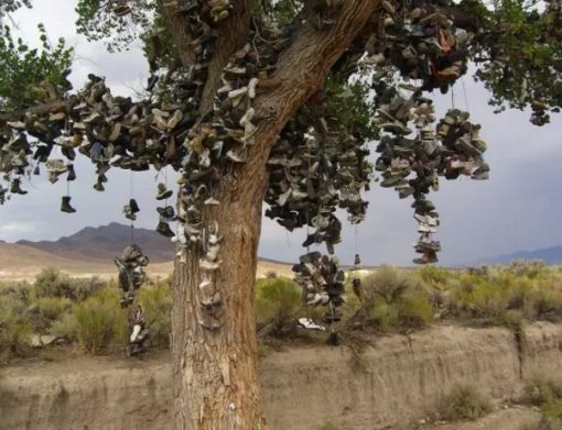 Shoe Tossing: Thousands of Shoes on a Tree