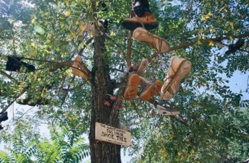 Shoe Tossing: Historical Shoe Tree