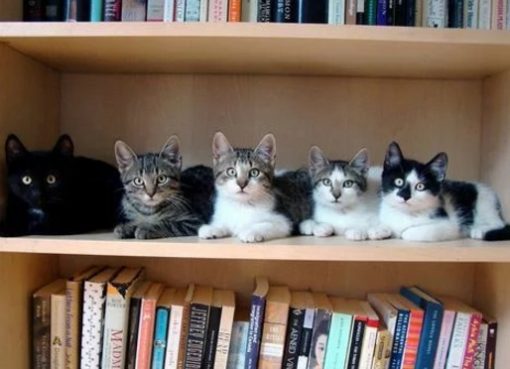 Cats in Book Shelf