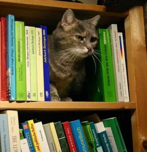 Cat in Book Shelf