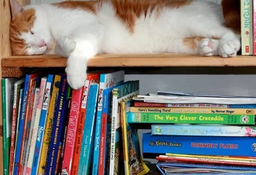 Cat in Book Shelf