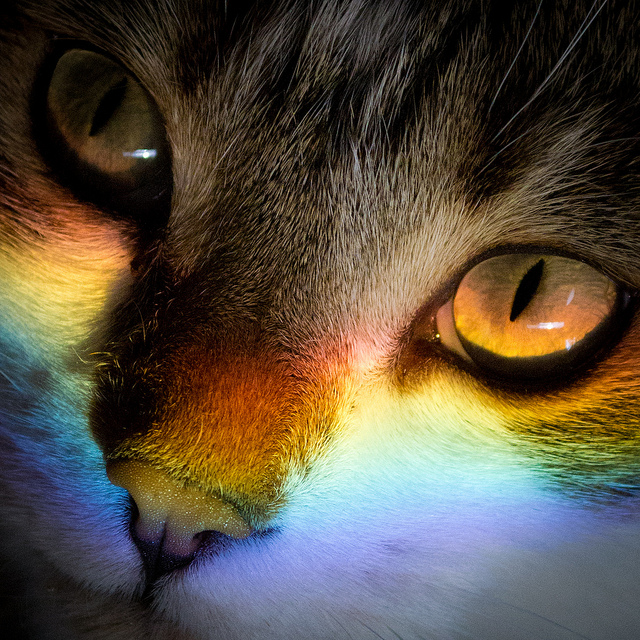 Top 10 Best Images of Rainbow Cats