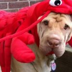 Ten Claw-snapping Funny Dogs Dressed as Lobsters