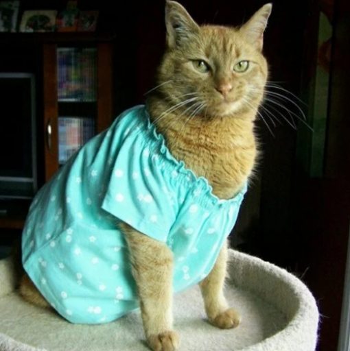 Cat In Blue Girls Pajamas