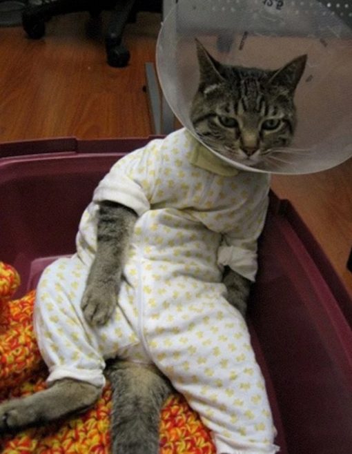 Cat In Yellow Spotted Pajamas