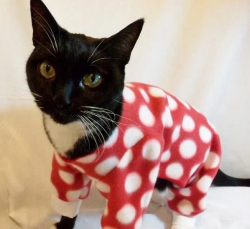 Cat In Red Spotted Pajamas