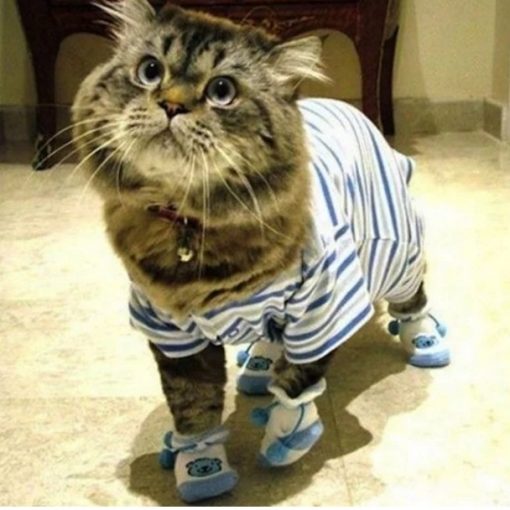 Cat In blue Pajamas and slippers