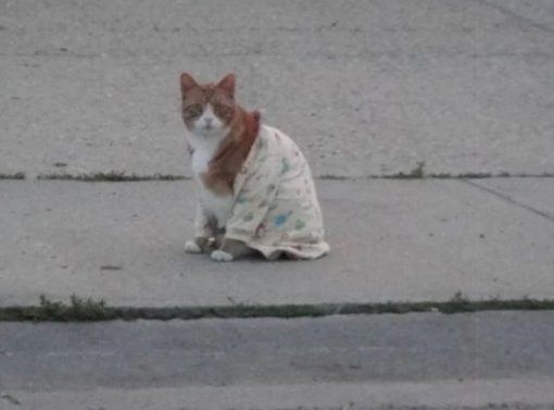 Cat In Yellow Patterned Pajamas