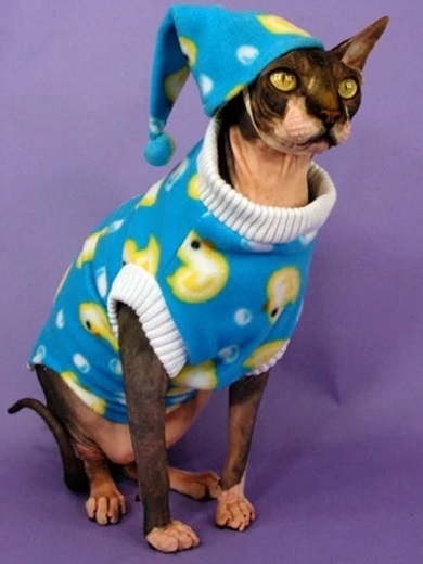 Cat In Blue and Yellow Ducks Pajamas
