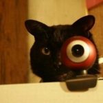 Top 10 Images of Cats With Funny Eyes