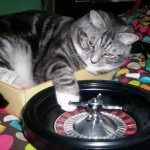 Top 10 Funny Images of Casino Cats