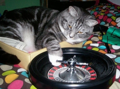 Crazy Cat Casino