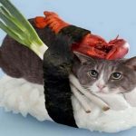 Ten Fishy Cats Dressed as Sushi That You Won't Want to Eat