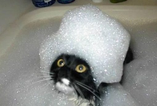 Cat having a bath