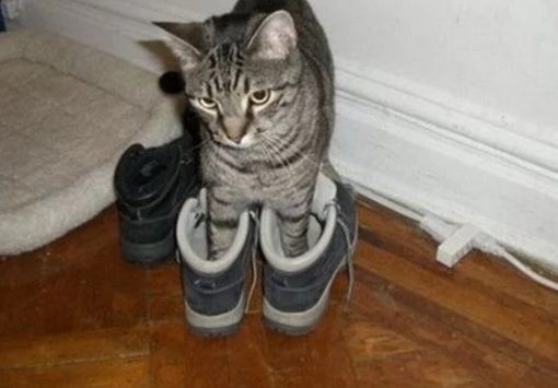 Top 10 Images of Cats Wearing Shoes